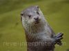 rever loutre