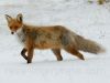 rever renard