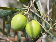 reve d'olive - interpretation des reves