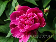 reve de pivoine - interpretation des reves