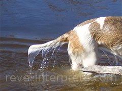 reve de queue - interpretation des reves