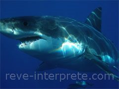 reve de requin - interpretation des reves