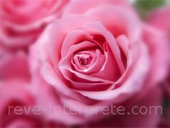 reve de roses - interpretation des reves