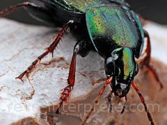 reve de scarabee - interpretation des reves