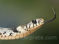 reve de serpent - interpretation des reves