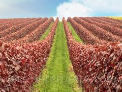 reve de vendanges - interpretation des reves