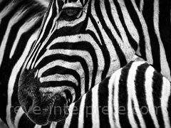 reve de zebre - interpretation des reves